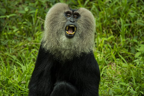 el rei, negre, marró, primat, assegut, verd, camp de gespa, mico, bosc, arbre, herba, dents, vida salvatge, feliç, blanc, vintage, cànon, temes d'animals, un animal, animal, fauna animal, animals a la natura, mamífer, vertebrats, centrar-se en primer pla, boca, boca oberta, cap gent, color verd, dia, naturalesa, planta, terra, primer pla, agressió, 5K, CC0, domini públic, lliure de regalies