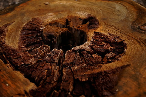 wood, brown, log, pattern, stubs, forest, stump, plant, nature, wood - material, close-up, textured, no people, tree, selective focus, bark, tree stump, rough, full frame, indoors, day, backgrounds, timber, tree trunk, temptation, 4K, CC0, public domain, royalty free
