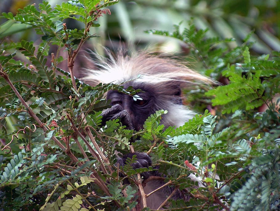 mico colobus, arbre, fulles, salvatge, naturalesa, vida salvatge, mico, branca, a l'aire lliure, primat, desert, animals, descans, bosc, assegut, mamífer, en perill d’extinció, jove, mirant, Zanzíbar, Àfrica, un animal, temes d'animals, animal, planta, vertebrats, full, part de la planta, fauna animal, cap gent, animals a la natura, dia, creixement, color verd, primer pla, cap d’animals, boca oberta, 1080P