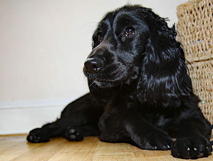 avvicinamento, foto, nero, parquet, Cocker spaniel, animale domestico, cane, spaniel, canino, cocker, carina, cucciolo, di razza, adorabile, pedigree, domestico, contento, peloso, amichevole, cagnetto, pelliccia, amico, leale, capelli, animali domestici, un animale, seduta, colore nero, in casa, temi animali, mammifero, animale, pavimentazione, interno di casa, vertebrato, rilassamento, nessuno, guardando lontano, labrador retriever, testa di animale, 2K, CC0, dominio pubblico, privo di copyright