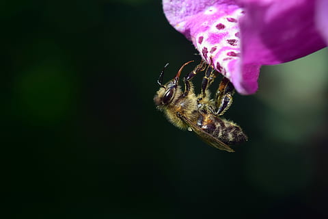 Ape, arroccato, viola, fiore petalo, digitale, ditale, insetto, fiore, macro, natura, armonia, giardino, estate, rosa, raccogliere, foraggiamento, avvicinamento, insetto di volo, cibo, tenero, ala, proboscide, morsetto, dipendere, fauna selvatica, temi animali, animale, invertebrato, animali allo stato selvatico, un animale, fragilità, bellezza nella natura, pianta fiorita, pianta, vulnerabilità, petalo, nessuno, colore rosa, freschezza, concentrarsi sulle conoscenze acquisite, testa di fiore, all'aperto, impollinazione, sfondo nero, 5K, CC0, dominio pubblico, privo di copyright
