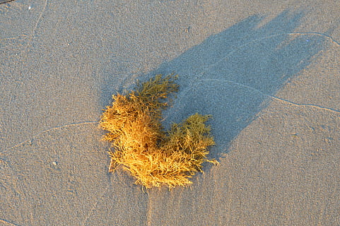 platja, sorra, espanya, algues, mar, platja, sorra, paisatge, primer pla, textura, cap gent, planta, dia, naturalesa, terra, vista d’angle alt, a l'aire lliure, desert, creixement, groc, tranquil·litat, clima àrid, bellesa a la natura, vulnerabilitat, directament a sobre, aigua, fragilitat, 5K, CC0, domini públic, lliure de regalies