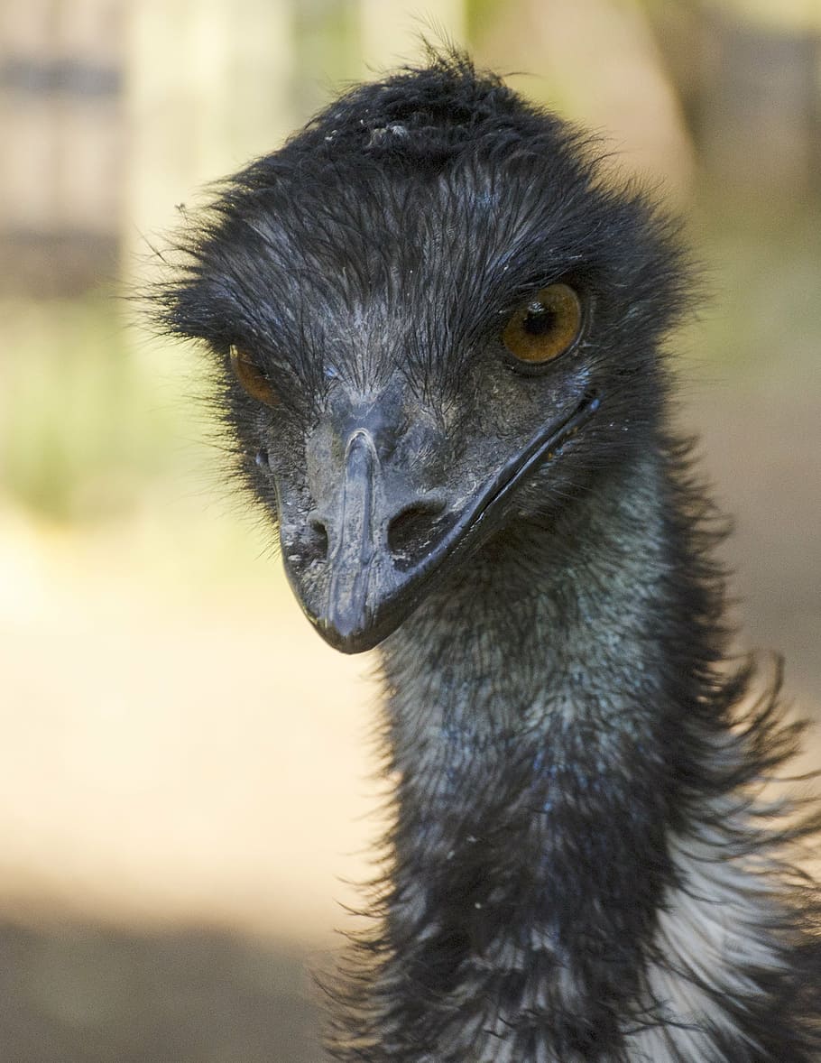 emu, ocell, vida salvatge, naturalesa, animal, sense volar, cap, coll, zoo, bec, ull, temes d'animals, un animal, fauna animal, centrar-se en primer pla, vertebrats, primer pla, animals a la natura, part del cos dels animals, dia, cap gent, mirant, cap d’animals, mirant cap a fora, a l'aire lliure, mamífer, retrat, ull d’animals, nas animal, 2K