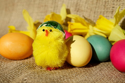 galben, gagică, pluș, jucărie, temă easter, Paști, figura, pui, drăguţ, amuzant, ou, culoare, oua de Paste, narcise, vamă, salut de salut, primăvară, decor, în interior, puisor, nici o persoana, multi colorate, a închide, alimente, pasăre, reprezentarea animalelor, animal, ou de Paște, tânără pasăre, celebrare, reprezentare, vacanţă, artă și sculptură, animale tematice, natură moartă, 4K, CC0, domeniu public, fără drepturi de autor