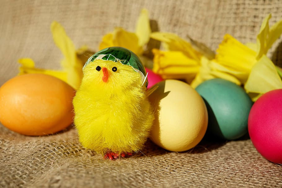 groc, pollet, felpa, joguina, tema de pasqua, Pasqua, figura, pollets, bonic, divertit, ou, color, ous de Pasqua, narcisos, costums, salutació de pasqua, primavera, decoració, a l'interior, pollastre infantil, cap gent, multicolor, primer pla, menjar, ocell, representació animal, animal, ou de Pasqua, ocell jove, celebració, representació, festa, art i artesania, temes d'animals, natura morta, 4K