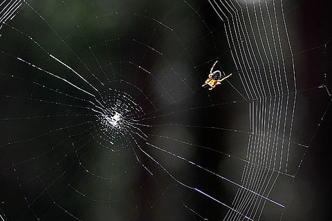 cobweb, spider, araneus, forest, hotel, spider's web, nature, insects, prey, victim, spider web, invertebrate, animal themes, animal, arachnid, animals in the wild, fragility, arthropod, animal wildlife, insect, one animal, close-up, survival, no people, vulnerability, web, focus on foreground, animal leg, outdoors, complexity, concentric, poisonous, 2K, CC0, public domain, royalty free