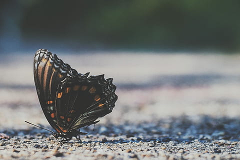 Marrone, falena, grigio, suolo, colpo di macro, nero, arancia, farfalla, terra, ala, al di fuori, insetto, soleggiato, bellissimo, strada, natura, ala animale, fauna selvatica, invertebrato, farfalla - insetto, animali allo stato selvatico, un animale, temi animali, bellezza nella natura, animale, giorno, avvicinamento, messa a fuoco selettiva, nessuno, concentrarsi sulle conoscenze acquisite, parte del corpo animale, all'aperto, luce del sole, 4K, CC0, dominio pubblico, privo di copyright