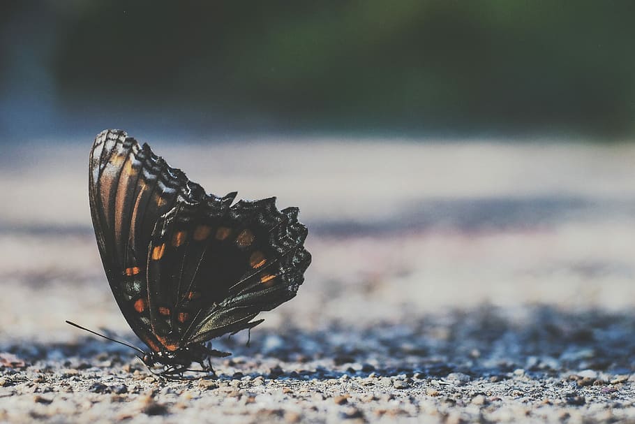Marrone, falena, grigio, suolo, colpo di macro, nero, arancia, farfalla, terra, ala, al di fuori, insetto, soleggiato, bellissimo, strada, natura, ala animale, fauna selvatica, invertebrato, farfalla - insetto, animali allo stato selvatico, un animale, temi animali, bellezza nella natura, animale, giorno, avvicinamento, messa a fuoco selettiva, nessuno, concentrarsi sulle conoscenze acquisite, parte del corpo animale, all'aperto, luce del sole, 4K