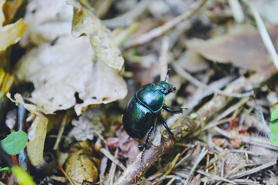 naturalesa, escarabat, error, bosc, olsztyn, estiu, warmia, fauna animal, temes d'animals, animals a la natura, animal, invertebrat, insecte, primer pla, un animal, dia, cap gent, vista d’angle alt, planta, enfocament selectiu, centrar-se en primer pla, full, part de la planta, terra, 4K