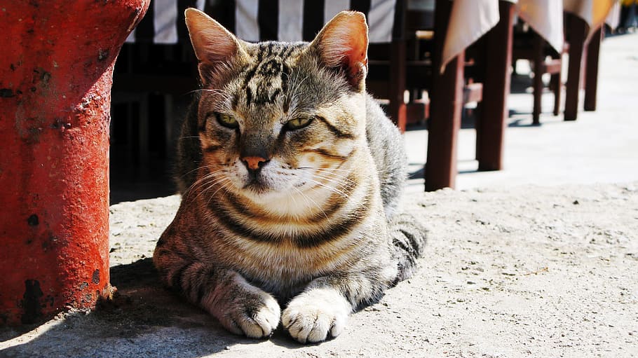 vente, slap af, tiger kat, kat, dyreliv fotografering, dyr verden, dyr, natur, indenlandske kat, kæledyr, feline, et dyr, husdyr, dyre temaer, indenlandske, pattedyr, hvirveldyr, lempelse, ingen mennesker, bakkenbart, dag, tæt på, lukkede øjne, fokus på forgrunden, sidder, sti, tabby, 4K