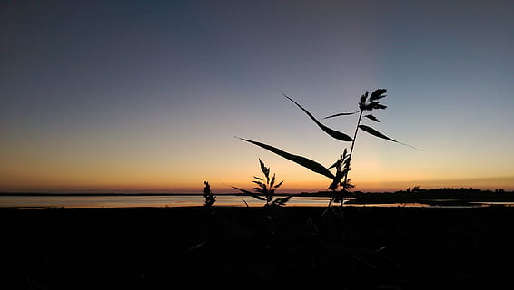 sol, ilta, auringonlasku, taivas, siluetti, kauneus luonnossa, maisemat - luonto, tyyneys, vesi, rauhallinen kohtaus, luonto, kasvi, maa, meri, ranta, kopiointitila, horisontti veden yli, horisontti, kirkas taivas, ulkona, idyllinen, 2K, CC0, public domain, rojaltivapaa