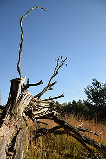 Příroda, poboček, Heide, rostlina, strom, nebe, klid, čisté nebe, nikdo, den, klidné scény, růst, krása v přírodě, scenics - příroda, nízký úhel pohledu, modrý, mrtvá rostlina, přistát, kufr, kmen stromu, pole, větev, venku, 5K, CC0, veřejná doména, bez autorských práv