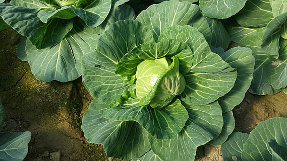 blad, flora, natur, grøntsag, have, mad, kål, vækst, farve, friskhed, sommer, gård, landbrug, blomst, tæt på, desktop, mad til mit helbred, grøn farve, plante del, plante, mad og drikke, ingen mennesker, sund kost, dag, skønhed i naturen, fuld ramme, høj vinkel visning, udendørs, bladvenen, blade, Vegetarmad, 4K, CC0, offentligt domæne, royaltyfrie