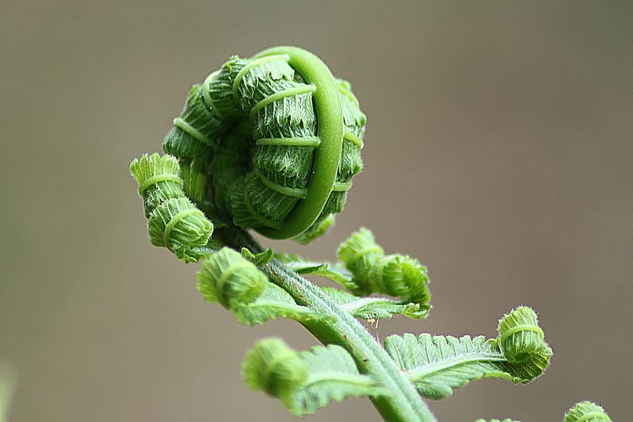 primer pla, foto, verd, planta, tret macro, fulles verdes, falguera, full, rodar, naturalesa, natural, botànic, orgànic, botànica, herba, agricultura, a l'aire lliure, medi ambient, horticultura, vegetació, fullatge, vegetals, color verd, frescor, creixement, alimentació saludable, part de la planta, menjar i beguda, menjar, cap gent, benestar, bellesa a la natura, centrar-se en primer pla, espiral, dia, vulnerabilitat, 1080P
