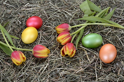 gule og rosa blomster, græsfelt, æg, farve, lavede mad, påske, dekoration, tulipaner, blomster, orange, natur, forår, forårsvågne, frühlingsanfang, forår blomster, hø, lykønskningskort, påskeæg, påske dekoration, god påske, farverig, farverige æg, påske dekorationer, brugerdefinerede, påskehilsener, påske fest, mad og drikke, ingen mennesker, høj vinkel visning, dag, græs, tæt på, udendørs, friskhed, mad, plante, velvære, sund kost, stilleben, multi farvet, sårbarhed, Mark, 5K, CC0, offentligt domæne, royaltyfrie