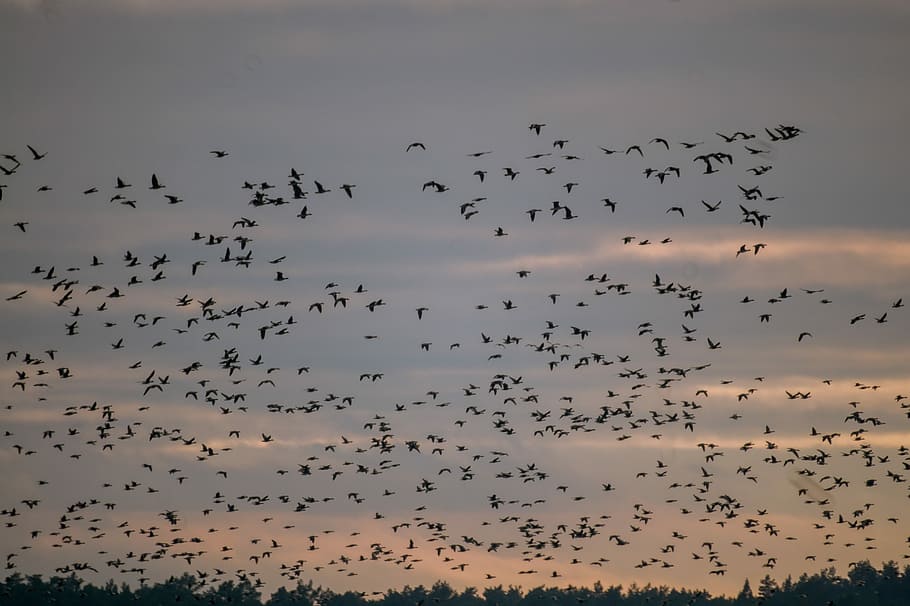 wildgänse im herbstquatier, silueta, ramat d’ocells, ocell, ramat, posta de sol, cel, rosa, núvol, vogel, herbst, tardor, gee, fauna animal, temes d'animals, animals a la natura, animal, vertebrats, gran grup d’animals, volant, grup d’animals, a l'aire, bellesa a la natura, naturalesa, cap gent, migració animal, moviment, vista d’angle baix, en moviment, 4K
