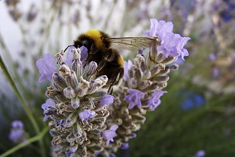 Insekt, Bourdon, Lavendel, Blume, blühende Pflanze, wirbellos, Tiere in freier Wildbahn, Pflanze, Zerbrechlichkeit, Schönheit in der Natur, Tierthemen, Biene, Tierwelt, Tier, Verletzlichkeit, Frische, Nahansicht, lila, ein Tier, Wachstum, Blütenblatt, Bestäubung, Blütenkopf, keine Leute, Hummel, Pollen, 2K, CC0, gemeinfrei, lizenzfrei
