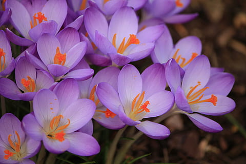 selettivo, fotografia a fuoco, viola, fiori petalo, fiore viola, croco, primavera, natura, pianta, fiore, petalo, testa di fiore, foglia, bellezza nella natura, colore rosa, avvicinamento, pianta fiorita, fragilità, vulnerabilità, freschezza, crescita, infiorescenza, nessuno, polline, giorno, botanica, iris, 5K, CC0, dominio pubblico, privo di copyright