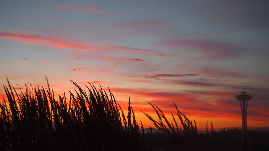 agulla espacial, Seattle, Seattle, posta de sol, tarda, agulla espacial, cel, núvols, a l'aire lliure, escènic, tranquil, estratosfera, atmosfera, alt, temps, meteorologia, cloudscape, vista, medi ambient, naturalesa, núvol - cel, bellesa a la natura, color taronja, silueta, escenics - natura, planta, tranquil·litat, escena tranquil·la, cap gent, escena no urbana, creixement, terra, idíl·lic, cel dramàtic, camp, vista d’angle baix, 4K