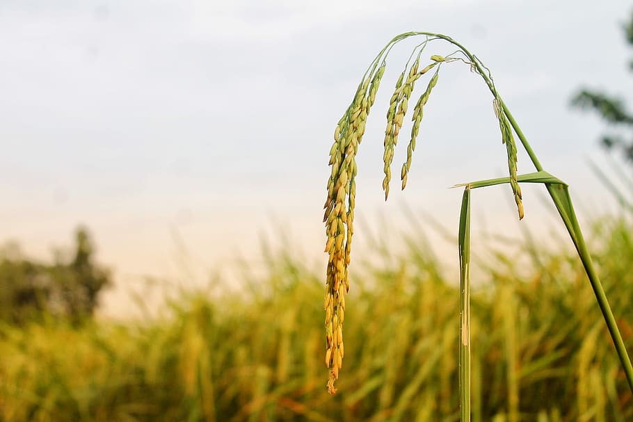Ministeri, costat, agricultura, cultiu, planta, planta de cereals, escena rural, paisatge, naturalesa, creixement, camp, centrar-se en primer pla, herba, cap gent, terra, menjar, primer pla, medi ambient, cel, granja, estiu, ordi, a l'aire lliure, 1080P