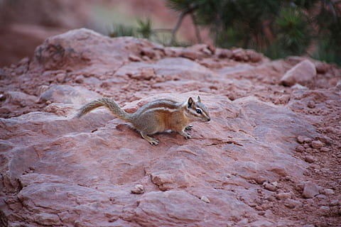 chipmunk, puzzole su pietra, scoiattolo, roccia, pietra, arco, carina, animale, Parco Nazionale, natura, fauna selvatica, temi animali, animali allo stato selvatico, mammifero, un animale, roditore, nessuno, vertebrato, giorno, solido, roccia - oggetto, all'aperto, vista laterale, lunghezza intera, concentrarsi sulle conoscenze acquisite, 5K, CC0, dominio pubblico, privo di copyright