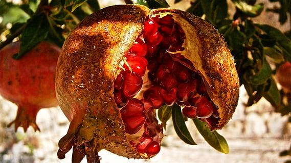 frutta, granada, albero, verdura, natura, cibo e bevande, nessuno, cibo, carne, avvicinamento, Paguro, rosso, freschezza, concentrarsi sulle conoscenze acquisite, pianta, giorno, Melograno, benessere, mangiare sano, crescita, all'aperto, parte vegetale, pianta fiorita, fiore, foglia, bellezza nella natura, 8K, CC0, dominio pubblico, privo di copyright