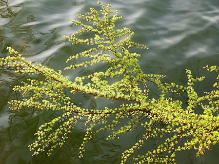 lærk, fyrretræ, gran, træ, nåletræ, kegler, frø, nødder, afdeling, poter, nåle, vand, flod, plante, vækst, grøn farve, natur, sø, blad, plante del, ingen mennesker, sollys, skønhed i naturen, dag, udendørs, høj vinkel visning, ro, tæt på, friskhed, blomst, blade, 1080P, CC0, offentligt domæne, royaltyfrie
