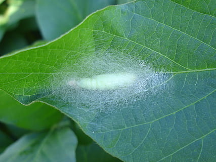 pupa, larva, insetto, foglia, verde, soia, glicina max, primo piano, natura, pianta, insetti in pianta, verme, campo, colture, agricoltura, peste, foglia verde, costola, pupa bianca, parte vegetale, avvicinamento, colore verde, vena fogliare, nessuno, giorno, crescita, concentrarsi sulle conoscenze acquisite, bellezza nella natura, fragilità, all'aperto, vista dall'alto, freschezza, vulnerabilità, modello naturale, messa a fuoco selettiva, botanica, 2K, CC0, dominio pubblico, privo di copyright