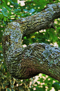 arbre, tipuana, branca, fort, espés, escorça, aspre, centrar-se en primer pla, cap gent, dia, a l'aire lliure, naturalesa, planta, primer pla, creixement, molsa, color verd, textura, tranquil·litat, part de la planta, enfocament selectiu, full, bellesa a la natura, liquen, tronc de l'arbre, 1080P, CC0, domini públic, lliure de regalies