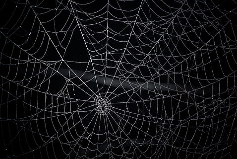 ragnatela, Rete, radiale, ragno, web, aracnofobia, pericoloso, spirale, modello, fragilità, notte, nessuno, avvicinamento, vulnerabilità, sfondi, fotogramma intero, complessità, sfondo nero, natura, modello naturale, all'aperto, aracnide, bellezza nella natura, artropodo, illuminato, astratto, 4K, CC0, dominio pubblico, privo di copyright
