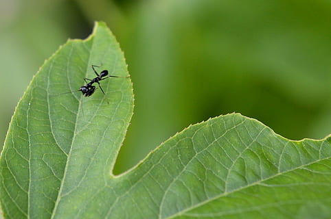 resant, mantis, negre, passiflora, passió, flor, full, insecte, naturalesa, primer pla, animal, color verd, macro, invertebrat, part de la planta, temes d'animals, un animal, fauna animal, animals a la natura, cap gent, planta, dia, formiga, creixement, volar, vena de la fulla, a l'aire lliure, 1080P, CC0, domini públic, lliure de regalies