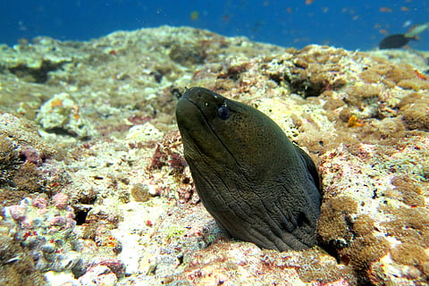 moray, anguila, peix, oceà, sota l'aigua, moray, anguila, marí, aquàtics, gegant, un animal, la vida marina, mar, animals a la natura, submarí, temes d'animals, animal, fauna animal, aigua, vertebrats, naturalesa, nedar, coral, cap gent, escull, primer pla, cap d’animals, 4K, CC0, domini públic, lliure de regalies
