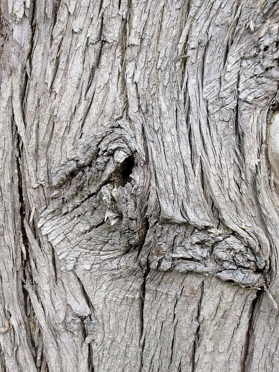 Baumrinde, Natur, Wald, Kofferraum, Holz, Baum, Borke, Park, Baumstamm, natürlich, Pflanze, Bäume pflanzen, draußen, Bauholz, Herbst, fallen, alt, Log, grau, einfarbig, Textur, Hintergrund, texturiert, Holz - Material, Nahansicht, Struktureffekt, Rau, keine Leute, Hintergründe, Vollbild, Muster, natürliches Muster, Pflanzenrinde, Tag, geknotetes Holz, Holzmaserung, 4K
