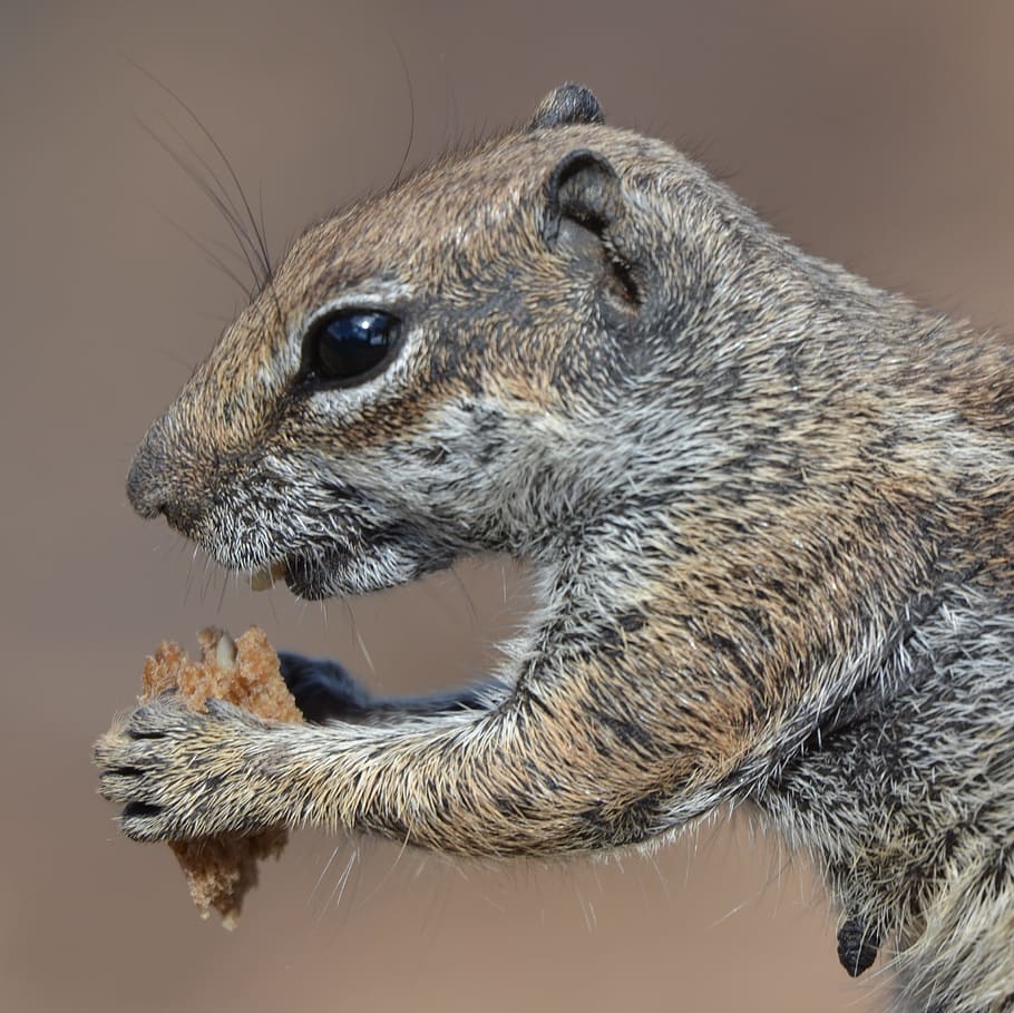 scoiattolo di terra, animale, scoiattolo, chipmunk, cibo, natura, roditore, mammifero, pelliccia, carina, Marrone, piccolo, animali allo stato selvatico, analizzare, cercare, guardare, un animale, avvicinamento, fauna selvatica, temi animali, vertebrato, nessuno, parte del corpo animale, testa di animale, guardando lontano, vista laterale, concentrarsi sulle conoscenze acquisite, baffo, vista profilo, occhio animale, 2K