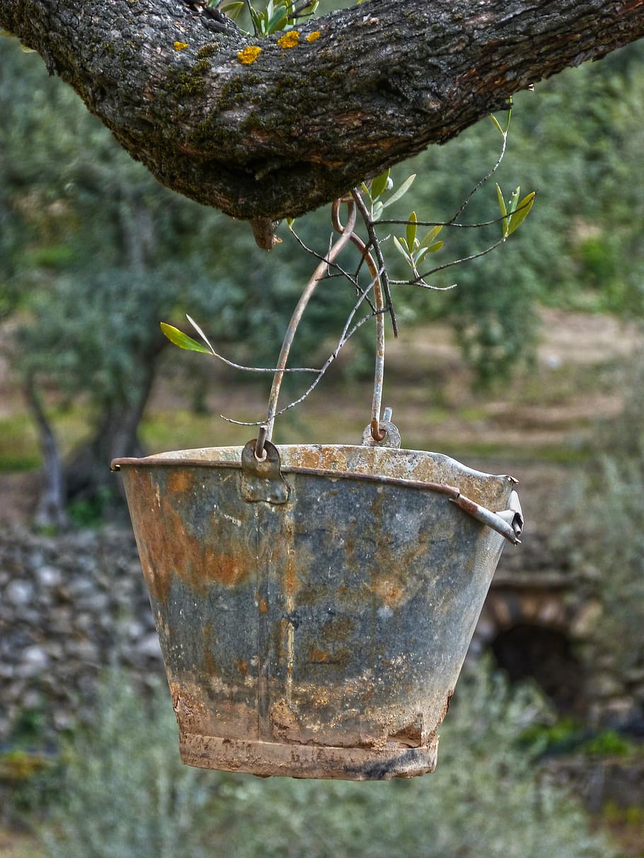 cub, zinc, vell, rovellat, Oliva, metall, centrar-se en primer pla, dia, cap gent, naturalesa, contenidor, primer pla, penjant, a l'aire lliure, planta, resistent, declivi, deteriorament, arbre, terra, aigua, bé, 4K