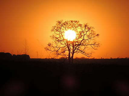 sol, pohon, bubuk, matahari terbenam, bayangan hitam, matahari, di luar rumah, alam, langit, warna oranye, scenics - alam, keindahan di alam, adegan yang tenang, ketenangan, menanam, pemandangan, lingkungan Hidup, tidak ada orang, tanah, adegan non-urban, idilis, bidang, langit romantis, 4K, CC0, domain publik, bebas royalti
