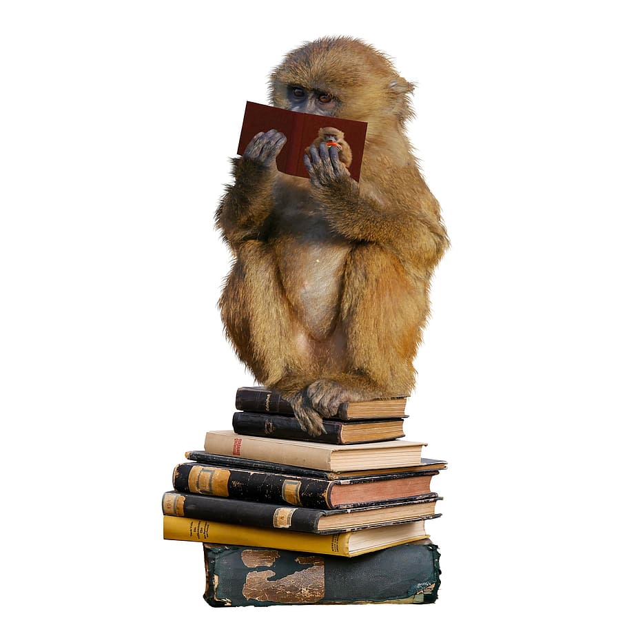 marró, llibre de lectura de mico, blanc, assegut, pila, llibres, mico, decoració, educació, escola, llegir, aprendre, biblioteca, estudiar, pila de llibres, formació, llibre, saber, literatura, prestatgeria, curiositat, fons blanc, cap gent, tir de l'estudi, primer pla, dia, a l'interior, còpia espai, tallar, animal, temes d'animals, natura morta, vertebrats, joguina, mamífer, fauna animal, un animal, publicació, primat, art i artesania, 1080P