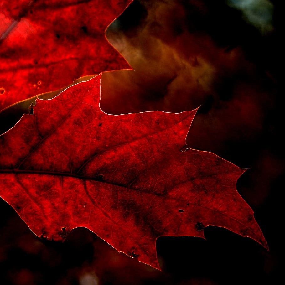 fulla d'auró, full, bosc, naturalesa, fullatge, roure vermell, vermell, quercus, manipulació, fantasmal, silueta, cap gent, Halloween, primer pla, a l'aire lliure, dia, part de la planta, canvi, tardor, vena de la fulla, tir de l'estudi, bellesa a la natura, fragilitat, textura, planta, vulnerabilitat, resum, fons negre, arbre d'auró, fulles, condició natural, 4K