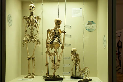 Anzeige mit vier Skeletten, Skelett, Vergleich, Mensch, Affe, Primaten, Homo sapiens, Entwicklungsgeschichte, Vitrine, Naturwissenschaften, Biologie, Museum, Darstellung, menschliches Skelett, drinnen, Anatomie, Knochen, menschliche Darstellung, keine Leute, Wissenschaft, Kunst und Handwerk, männliche Ähnlichkeit, Gesundheitswesen und Medizin, weibliche Ähnlichkeit, Skulptur, Büste, 5K, CC0, gemeinfrei, lizenzfrei