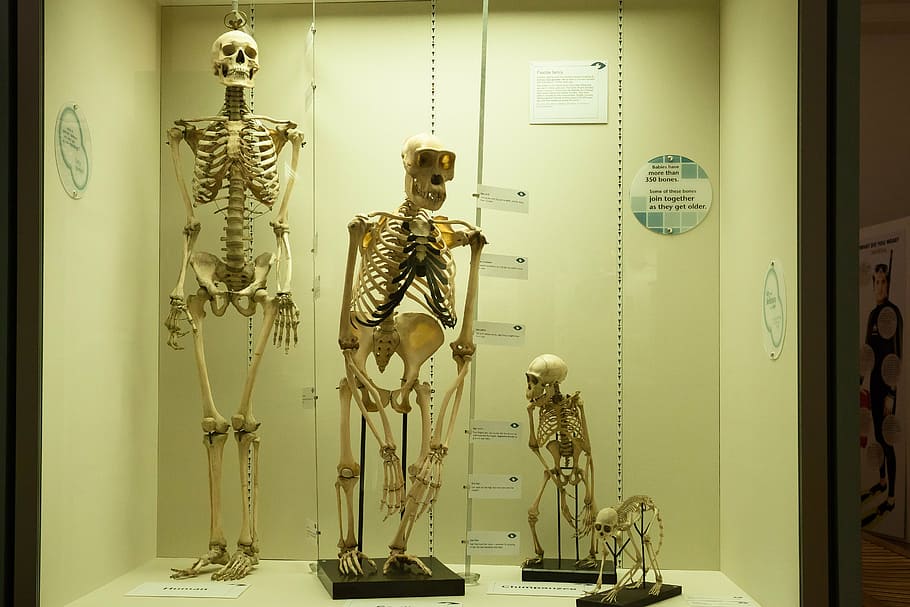 es mostren quatre esquelets, esquelet, comparació, humà, mico, primats, homo sapiens, història del desenvolupament, aparador, Ciències Naturals, biologia, museu, representació, esquelet humà, a l'interior, anatomia, os, representació humana, cap gent, ciència, art i artesania, semblança masculina, salut i medicina, semblança femenina, escultura, bust, 5K