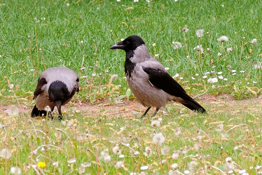nebbia, carogne di corvi, uccello, corvi di nebbia, corvo, uccello corvo, animale, natura, animali e animali domestici, piuma, uccelli, becco, all'aperto, immagine a colori, animali allo stato selvatico, erba, fauna selvatica, temi animali, nessuno, pianta, vertebrato, campo, terra, gruppo di animali, due animali, giorno, colore verde, luce del sole, crescita, vista laterale, 4K