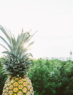 closeup, photo, pineapple fruit, pineapple, dessert, appetizer, fruit, juice, crop, nature, grass, plant, tropical climate, freshness, tree, food, green color, agriculture, no people, food and drink, tropical fruit, healthy eating, growth, focus on foreground, wellbeing, sky, close-up, day, beauty in nature, field, 5K, CC0, public domain, royalty free