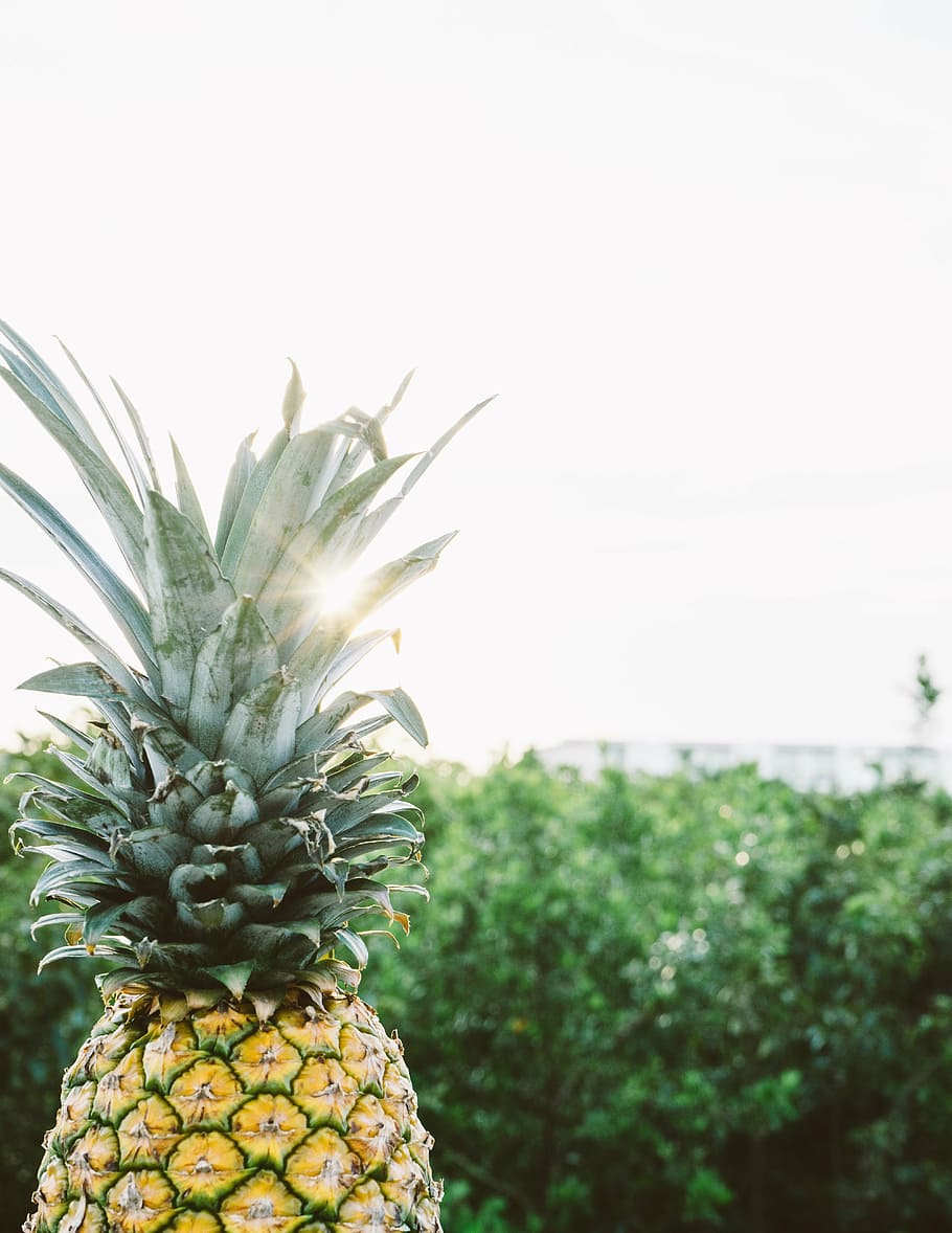 primer pla, foto, fruita de pinya, pinya, postres, aperitiu, fruita, suc, cultiu, naturalesa, herba, planta, clima tropical, frescor, arbre, menjar, color verd, agricultura, cap gent, menjar i beguda, fruita tropical, alimentació saludable, creixement, centrar-se en primer pla, benestar, cel, dia, bellesa a la natura, camp, 5K