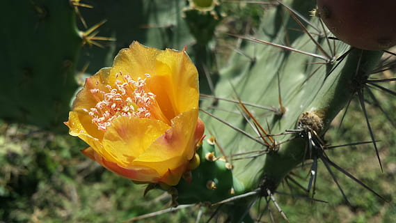 flor, os, drac, planta amb flors, planta, fragilitat, vulnerabilitat, pètal, creixement, frescor, inflorescència, bellesa a la natura, cap de flor, primer pla, groc, naturalesa, centrar-se en primer pla, cap gent, dia, a l'aire lliure, botànica, pol·len, primavera, 4K, CC0, domini públic, lliure de regalies