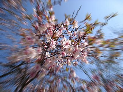 tre, blomstre, blomst, vår, eple, kirsebær, rosa, blader, anlegg, blomstrende plante, skjønnhet i naturen, natur, friskhet, skjørhet, nærbilde, vekst, dag, ingen folk, sårbarhet, selektiv fokusering, himmel, våren, lav vinkel visning, utendørs, gren, blomsterhodet, kirsebærblomst, mykhet, 2K, CC0, offentlig domene, opphavsrett gratis