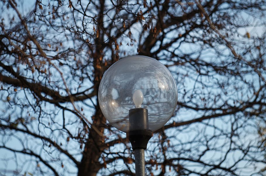 lys, lampe, træ, parkere, sfære, lav vinkel visning, bare træ, afdeling, natur, ingen mennesker, belysningsudstyr, himmel, lys pære, plante, fokus på forgrunden, udendørs, form, dag, glas - materiale, tæt på, skyfri himmel, gadebelysning, design, 4K