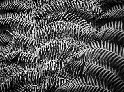 Graustufenfoto, Blatt, Farn, Blätter, Laub, Muster, Hintergrund, Textur, Vollbild, Hintergründe, keine Leute, Tierthemen, Tier, Nahansicht, Tierwelt, Schönheit in der Natur, natürliches Muster, Natur, Tiere in freier Wildbahn, Feder, Wirbeltier, unter wasser, Fülle, Meer, Leben im Meer, extreme Nahaufnahme, Marine, 4K, CC0, gemeinfrei, lizenzfrei