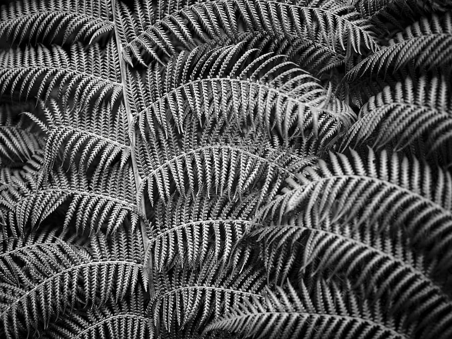 Graustufenfoto, Blatt, Farn, Blätter, Laub, Muster, Hintergrund, Textur, Vollbild, Hintergründe, keine Leute, Tierthemen, Tier, Nahansicht, Tierwelt, Schönheit in der Natur, natürliches Muster, Natur, Tiere in freier Wildbahn, Feder, Wirbeltier, unter wasser, Fülle, Meer, Leben im Meer, extreme Nahaufnahme, Marine, 4K