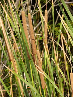 canya, junco, vímet, llac, riu, planta d'aigua, naturalesa, herba, color verd, creixement, planta, primer pla, un animal, temes d'animals, animal, animals a la natura, fauna animal, dia, cap gent, bellesa a la natura, a l'aire lliure, invertebrat, vertebrats, centrar-se en primer pla, insecte, camp, fulla d'herba, 4K, CC0, domini públic, lliure de regalies