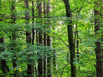 árbol, arboles, tronco de arbol, línea, alto, paralela, filas, madera, bosque, vertical, ordenado, hojas, ramas, modelo, tierra, planta, color verde, belleza en la naturaleza, el maletero, tranquilidad, naturaleza, nadie, exuberante follaje, follaje, escena no urbana, ambiente, crecimiento, escena tranquila, paisaje, día, al aire libre, selva, planta de bambú, árbol conífero, bosque de pinos, 1080P, CC0, dominio público, libre de derechos